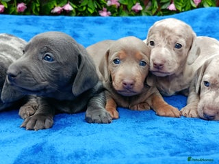 Dachshund dogs BLUE/ISABELLA DAPPLE MINI DAXI KC REG PRA CLR - Advert 1