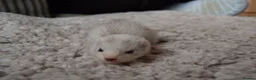 Ferret rodents for sale: Beautiful Kits  in Peterlee - Advert 24