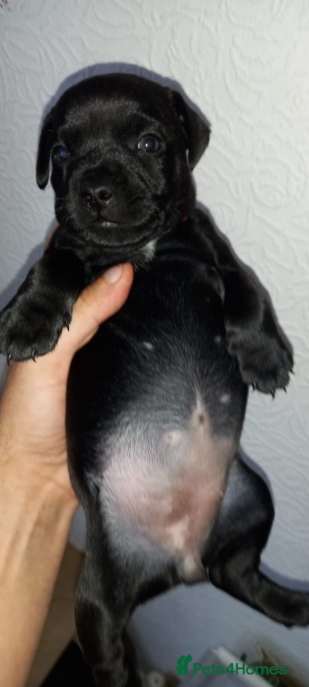 Patterdale Terrier dogs for sale: PATTERDALE TERRIER SMOOTH HAIRED MOTHER  - Image 31
