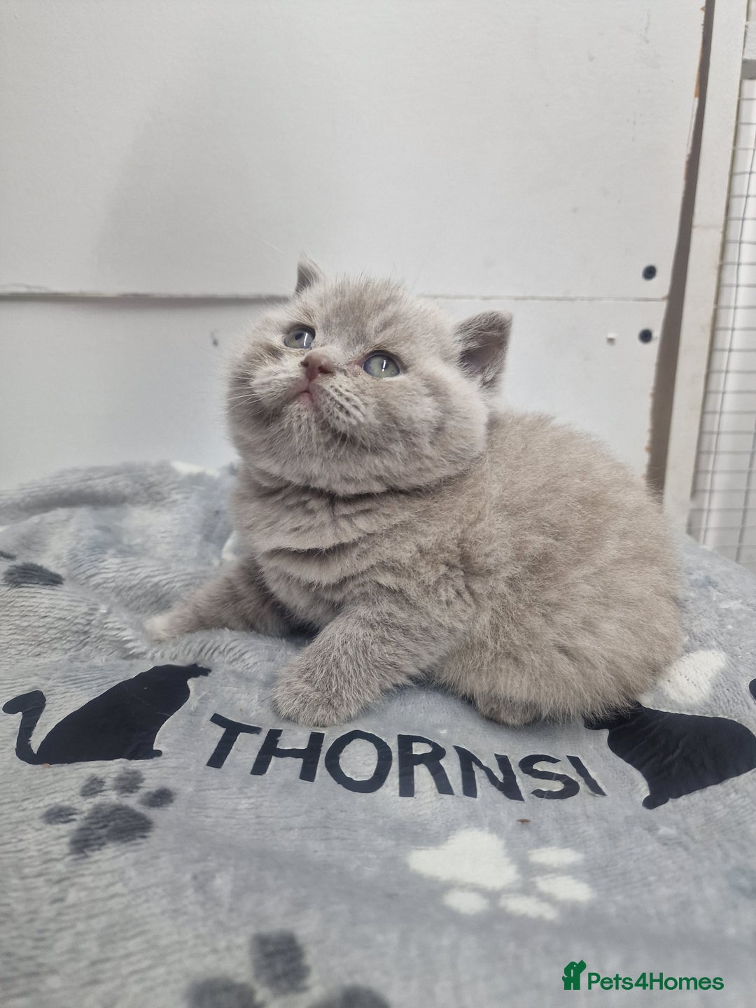 British Shorthair cats for sale: blue boy left. Chunky champion british shorthair - Advert 11