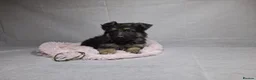 German Shepherd dogs for sale: Beautiful German shepherd puppies - Advert 16
