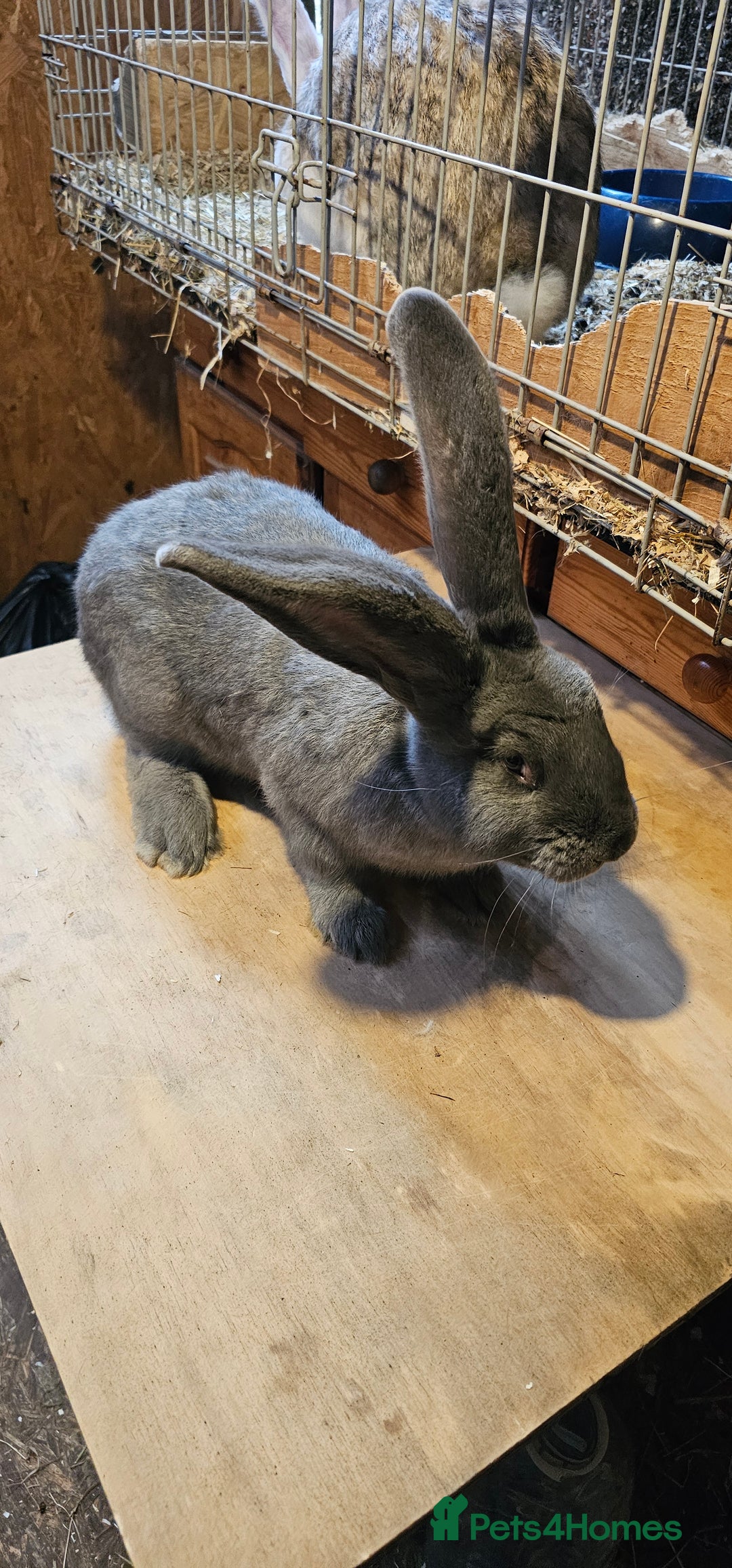 Continental Giant rabbits for sale: Continental Giants Merle - Image 19