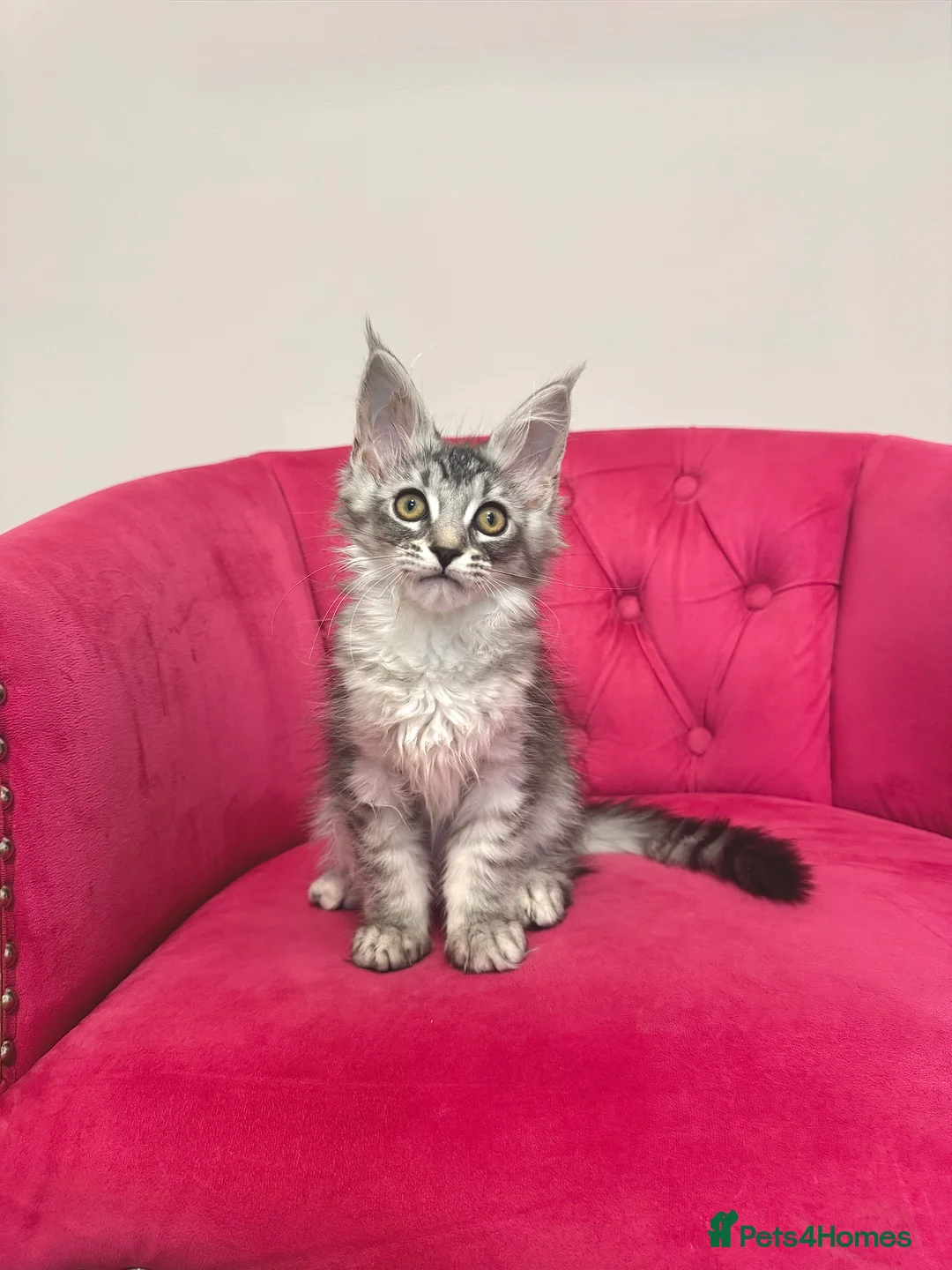 Maine Coon cats for sale: MaineCoon Kittens 🏆20+Gen🧬 Outstadning Pedigree - Advert 32