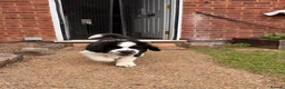 Tibetan Mastiff dogs for sale: Stunning Tibetan Saint Puppies - Ready to go! - Advert 15