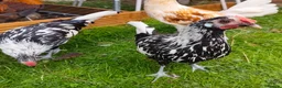 Chickens poultry for sale: Chickens For Sale Peterborough  - Advert 6