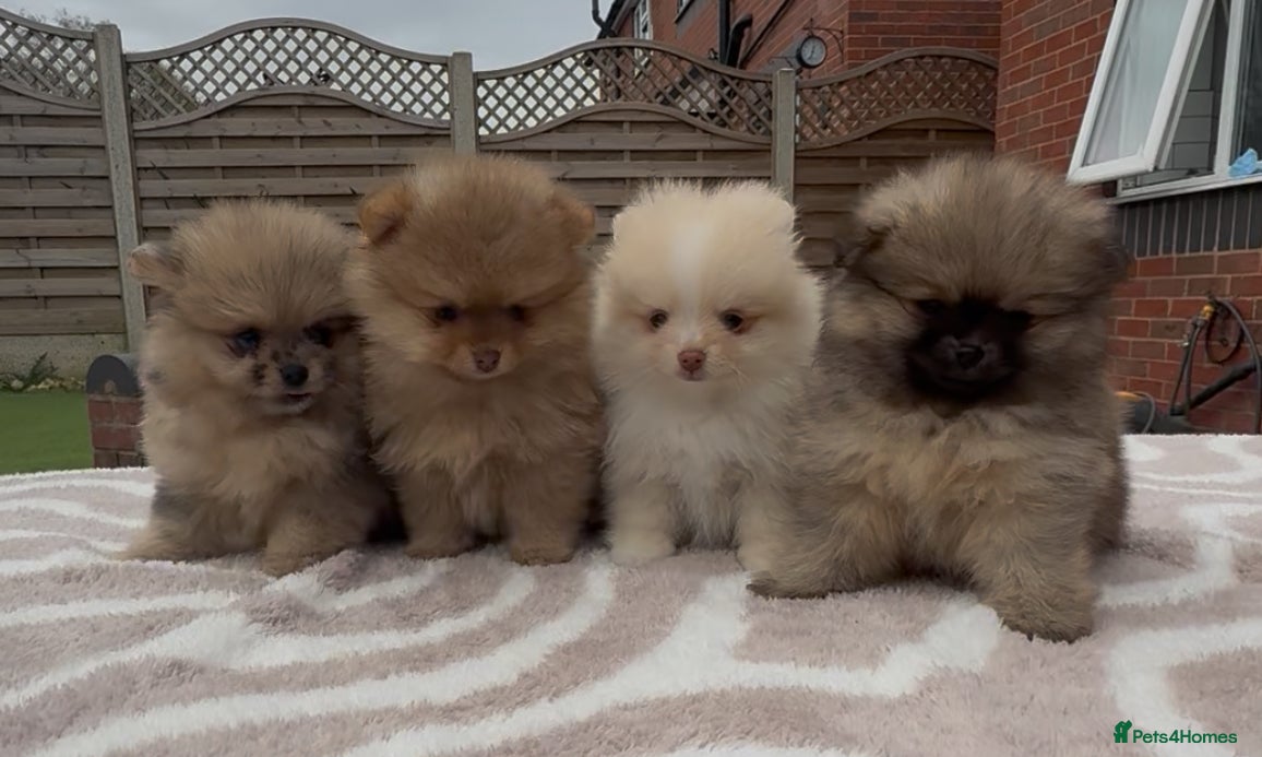 Pomeranian dogs The Tiniest KC Reg Bear-Faced Pomeranian Puppies - Advert 1