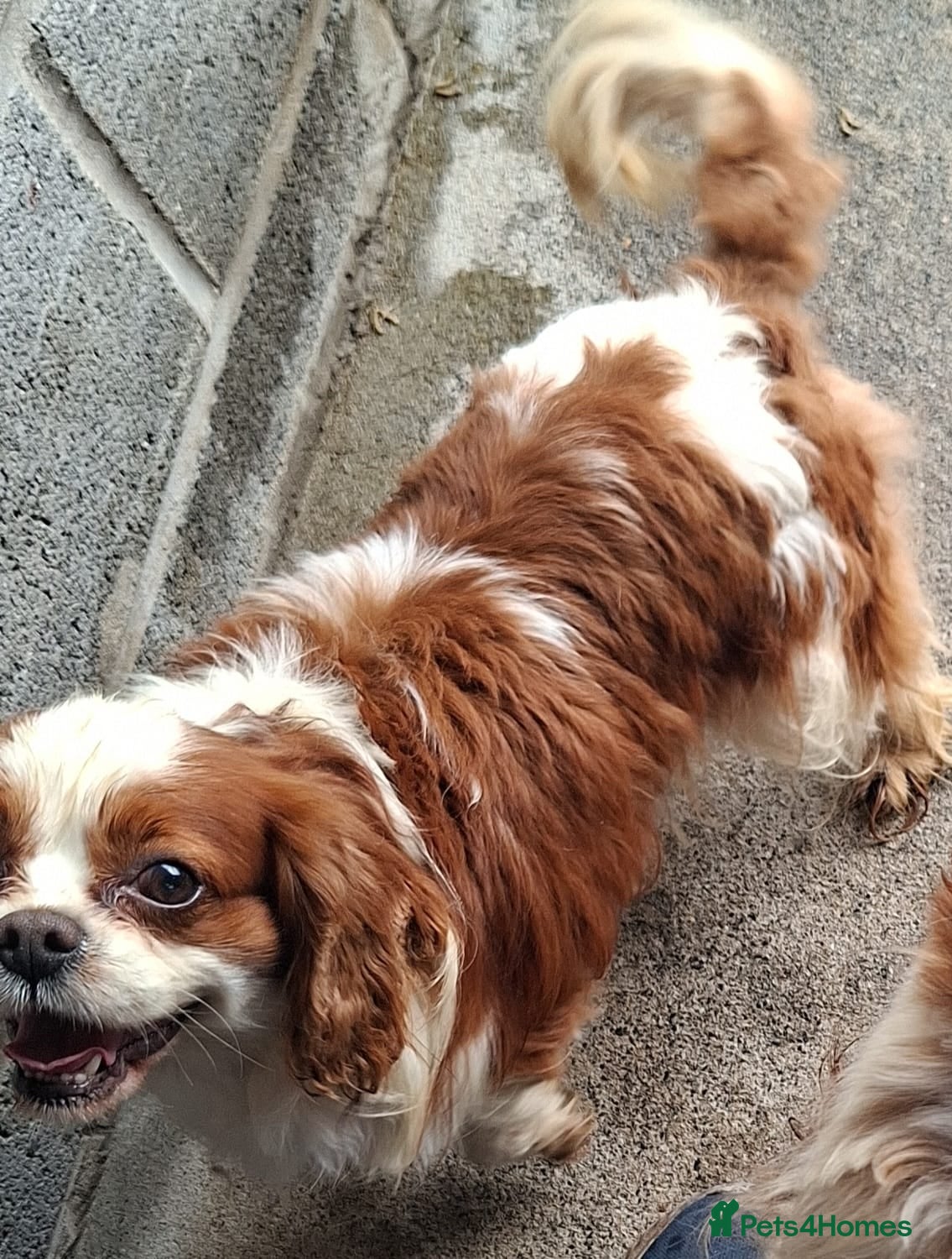 Cavachon dogs Cavachon pups  - Advert 4