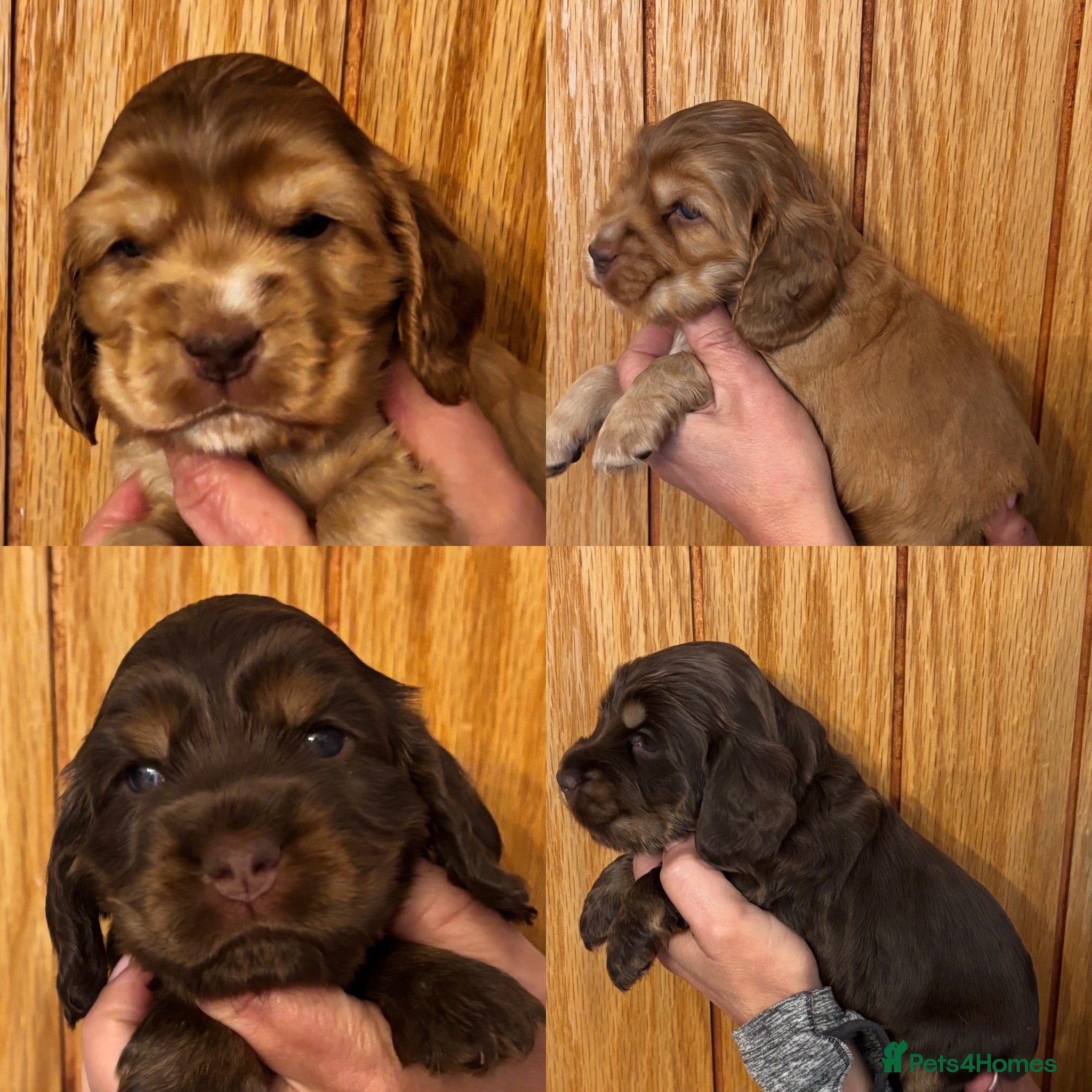 Cocker Spaniel dogs Outstanding Show cocker spaniels 4th generation - Advert 9