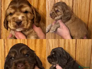 Cocker Spaniel dogs Outstanding Show cocker spaniels 4th generation - Advert 9