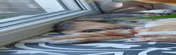 Mixed Breed cats for sale: Half Bengal kittens for sale in Bournemouth - Advert 4