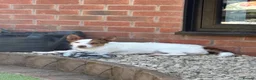 Jack Russell dogs for sale: Jack the Jack Russell.  - Advert 2