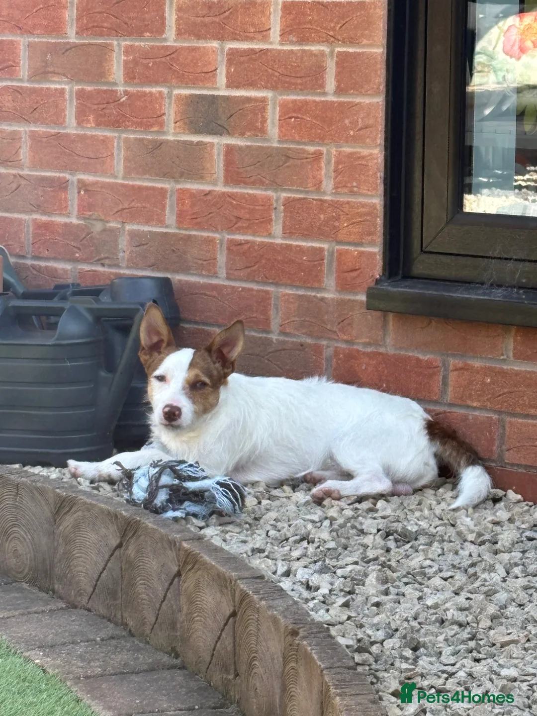 Jack Russell dogs for sale: Jack the Jack Russell.  - Advert 2