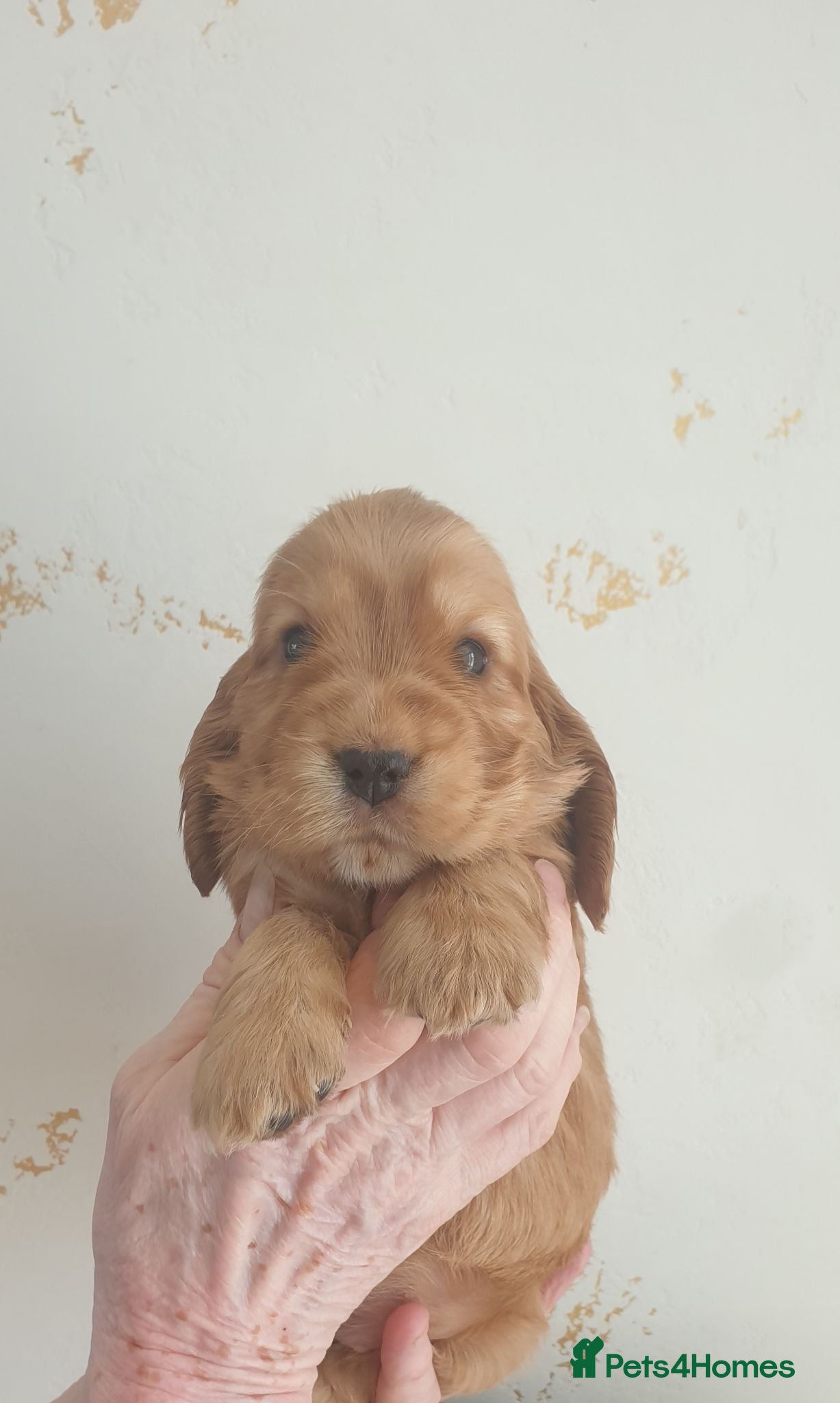 Cocker Spaniel dogs Kc registered Cocker Spaniel Puppies  - Advert 1