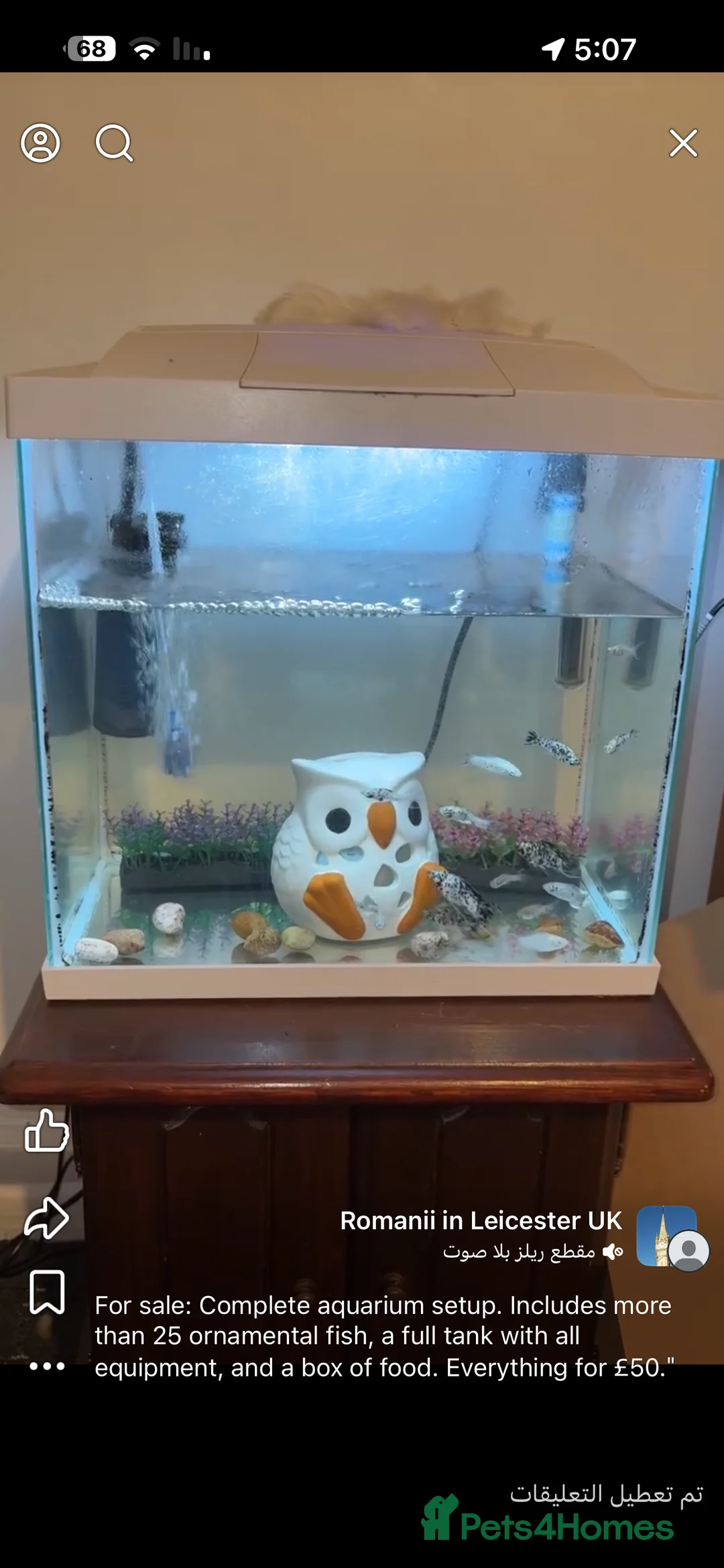 Mollies fish for sale: LE3 9JQ in Leicester - Advert 1