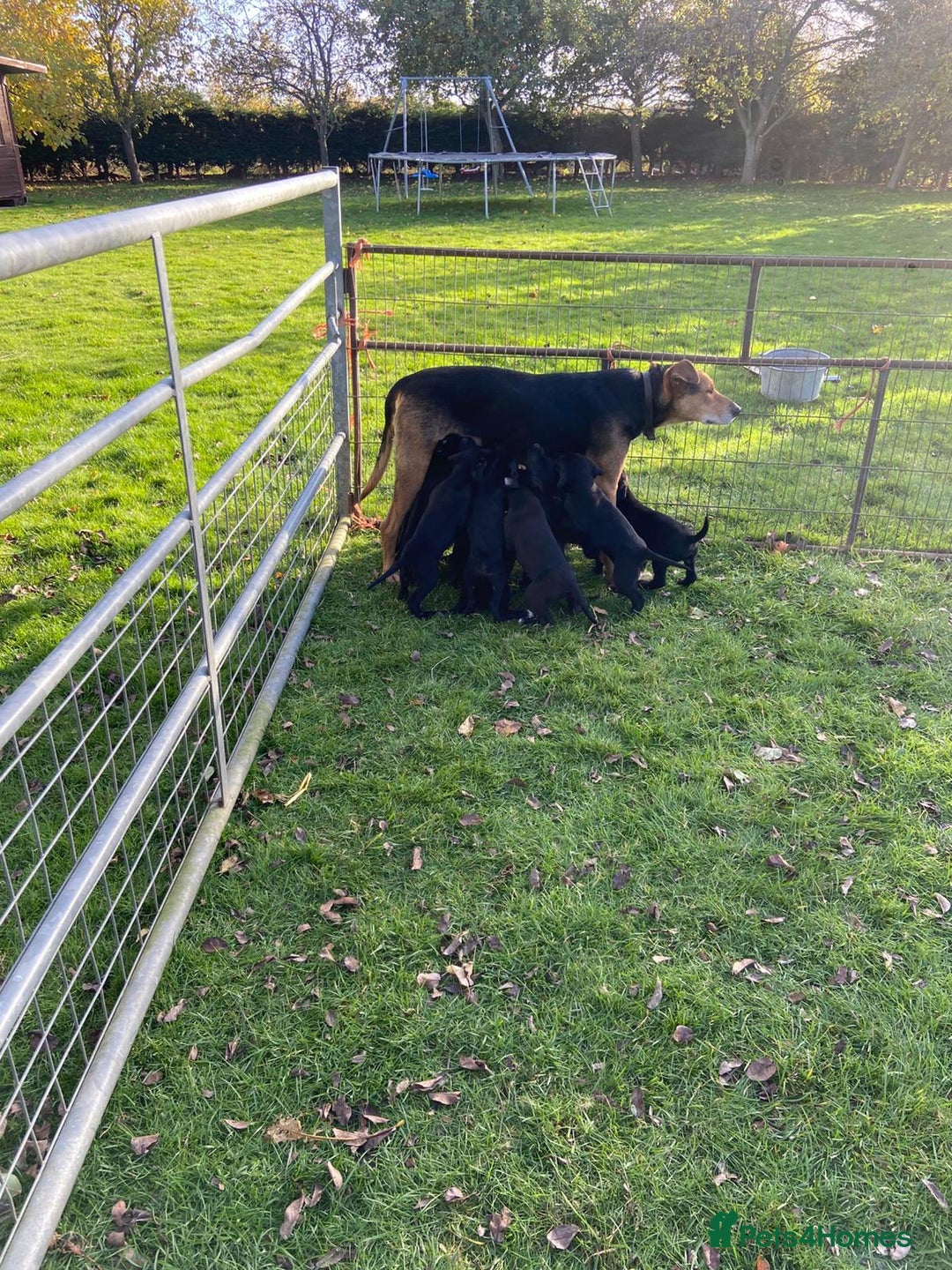 Mixed Breed dogs for sale: Labrador x Huntaway Puppies - Image 5