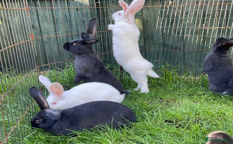 Continental Giant rabbits - Advert 3