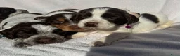 Cocker Spaniel dogs for sale: Bred From Extensively Health Tested Parents - Advert 30