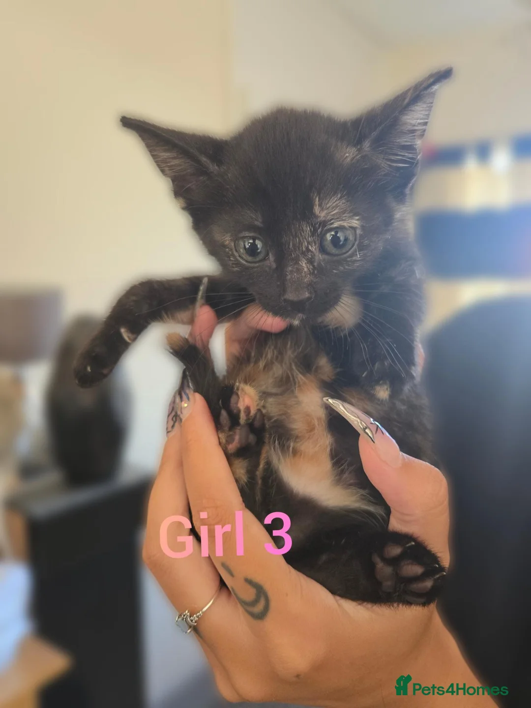 Mixed Breed cats for sale: 2 female torties - Advert 1