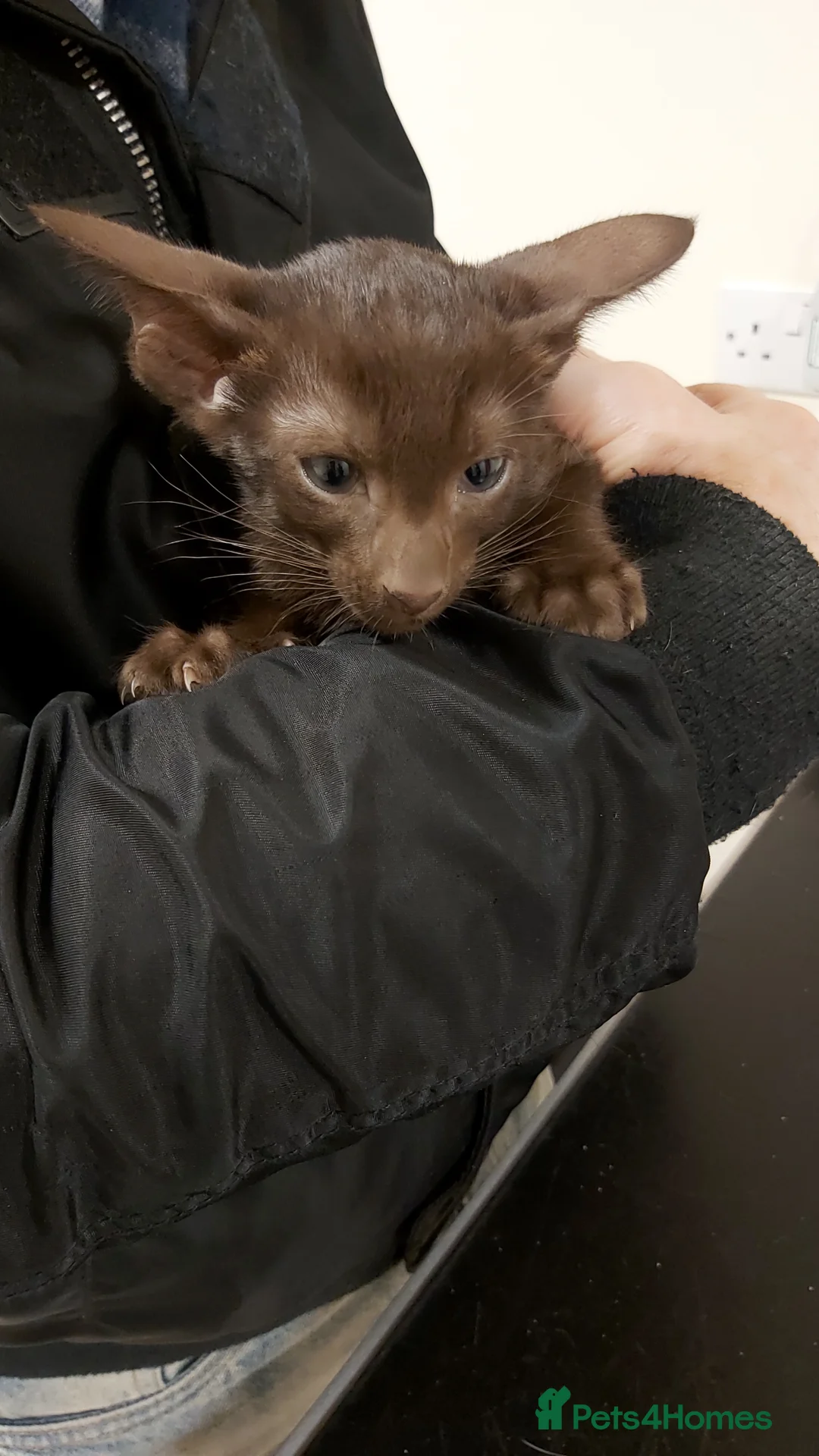 Oriental cats for sale: Full Pedigree Oriental 6 Kittens XL size ears GCCF - Advert 9