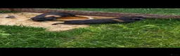 Guinea Pig rodents for sale: Guinea pigs  - Advert 2
