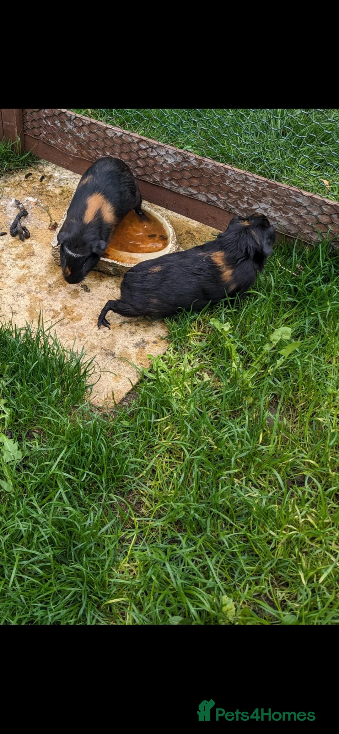 Guinea Pig rodents for sale: Guinea pigs  - Advert 2