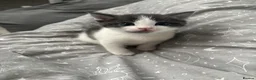 Mixed Breed cats for sale: Kittens for sale - Advert 6