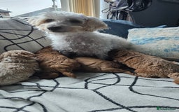 Mixed Breed dogs for sale: Westipoo ready  - Advert 10