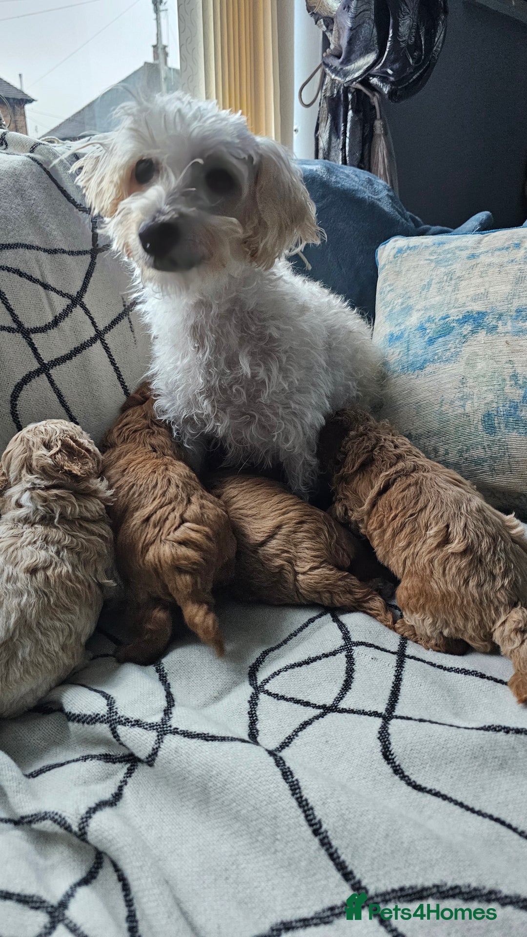 Mixed Breed dogs for sale: Westipoo ready  - Advert 10
