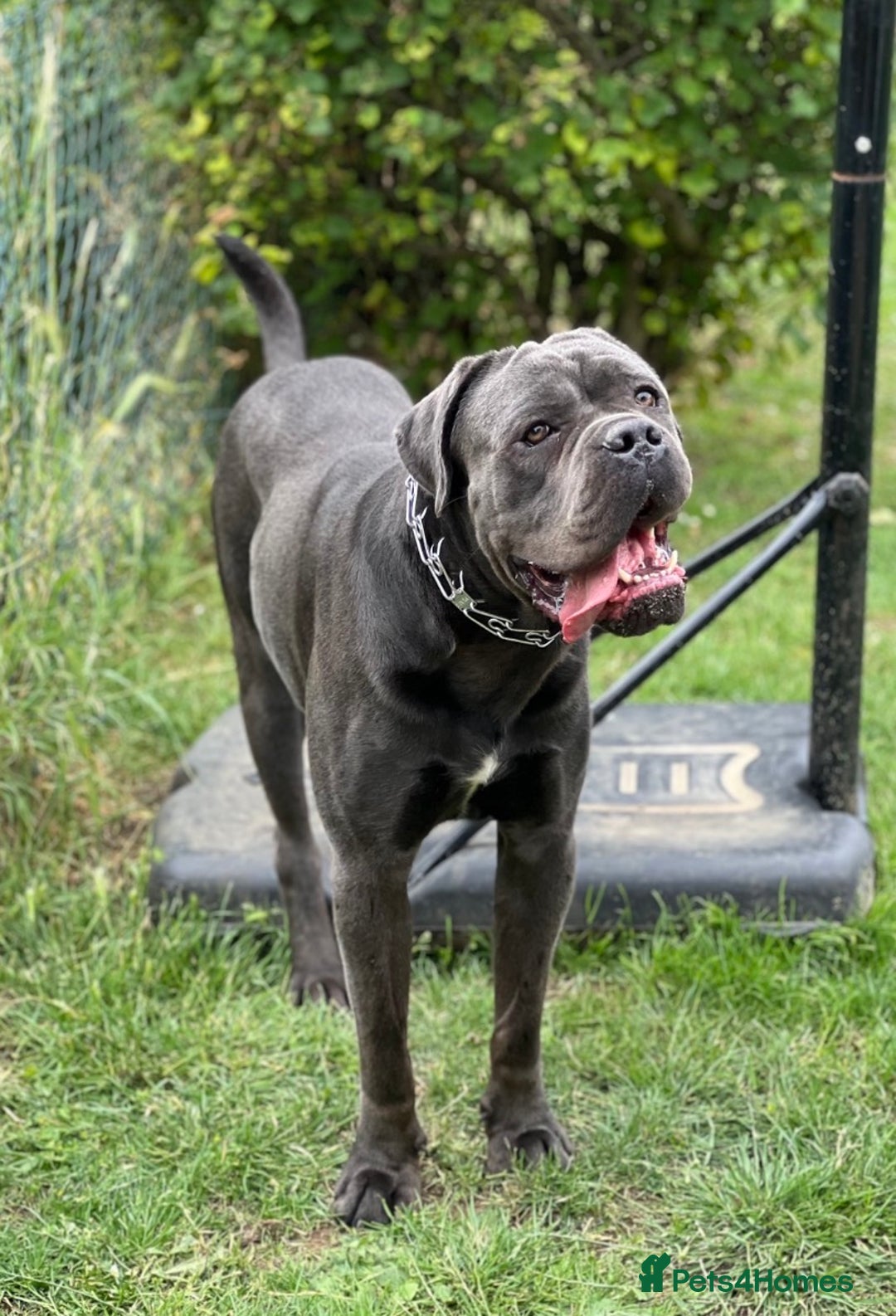 Cane Corso dogs for sale: Blaze - Advert 1