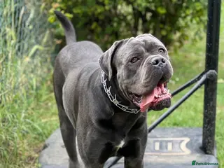 Cane Corso dogs Blaze - Advert 1