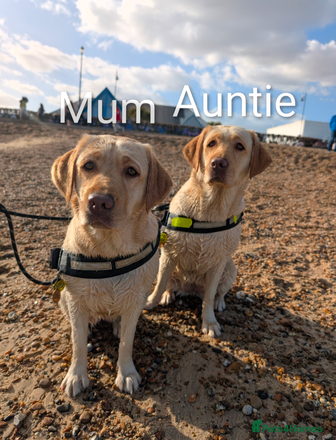 Labrador Retriever dogs for sale: Golden/Yellow Labrador retriever Puppies - Image 12