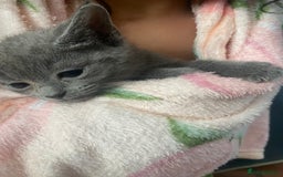 Domestic Shorthair cats for sale: Beautiful grey kittens - Image 1