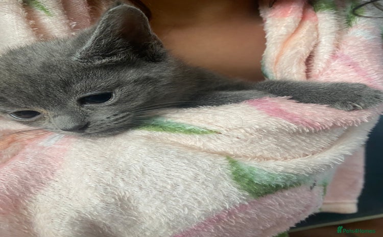 Domestic Shorthair cats - Advert 3