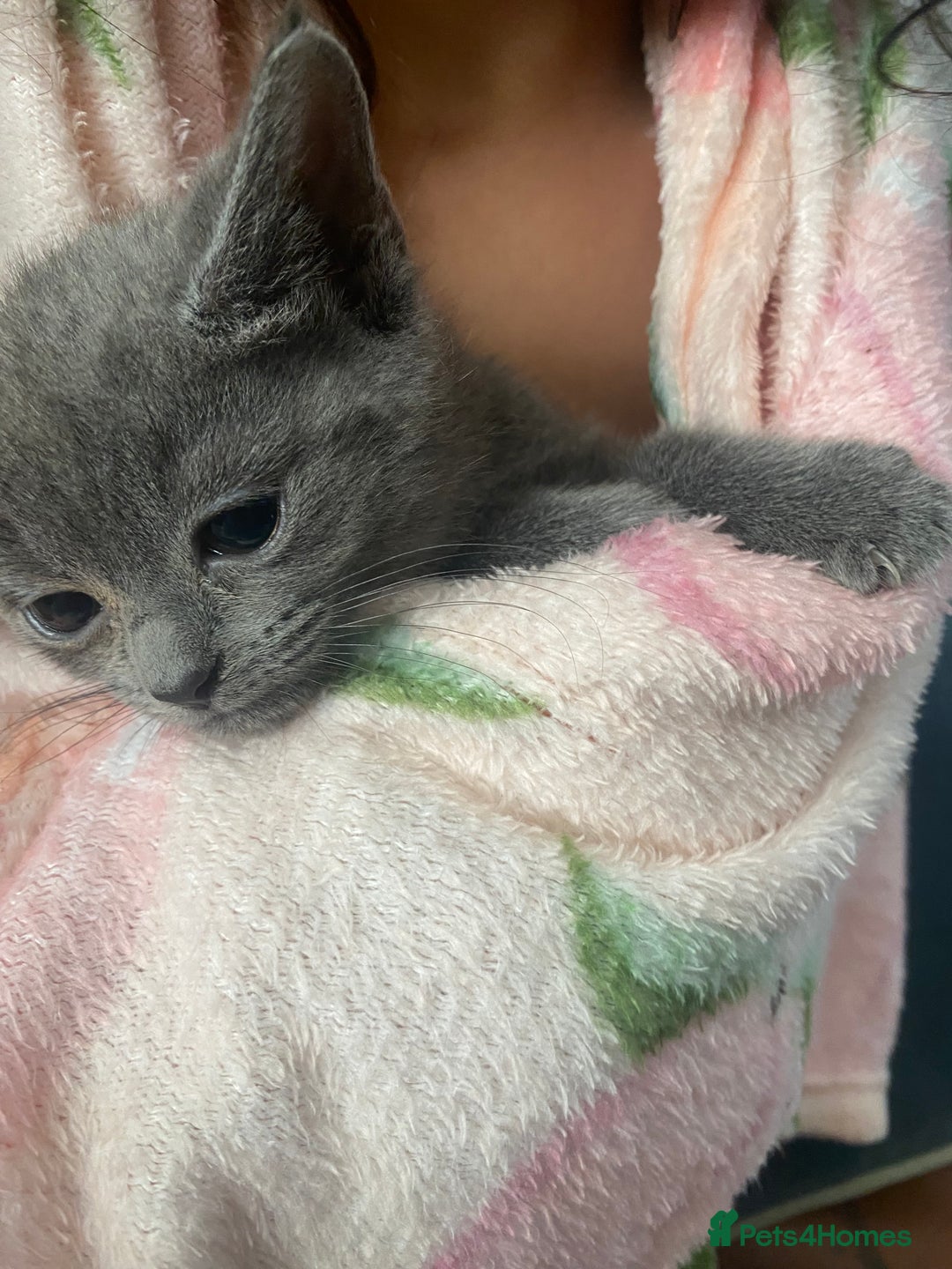 Domestic Shorthair cats for sale: Beautiful grey kittens - Image 1