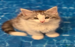 Norwegian Forest Cat cats for sale: SANNVENN Norwegian Forest Cats - Image 15