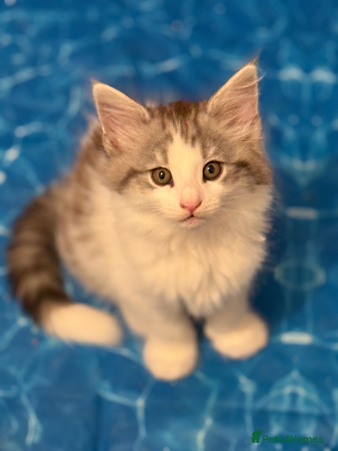 Norwegian Forest Cat cats for sale: SANNVENN Norwegian Forest Cats - Image 15