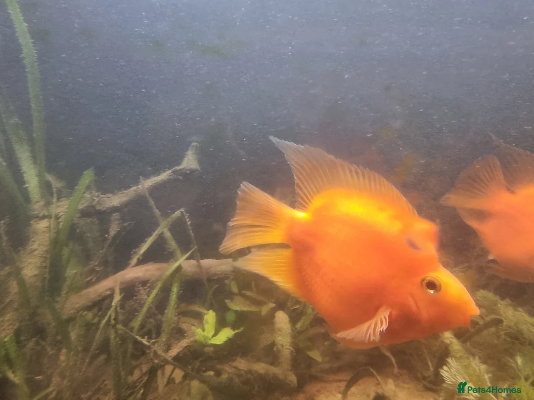 Cichlids fish for sale: Tropical fish - Advert 11