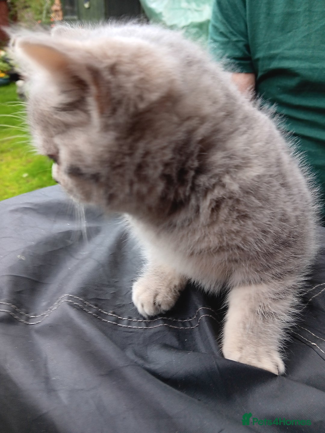 British Shorthair cats for sale: Male British short hair  - Image 5