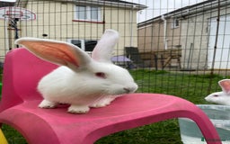 Continental Giant rabbits for sale: 2 male continental giants left - Image 11