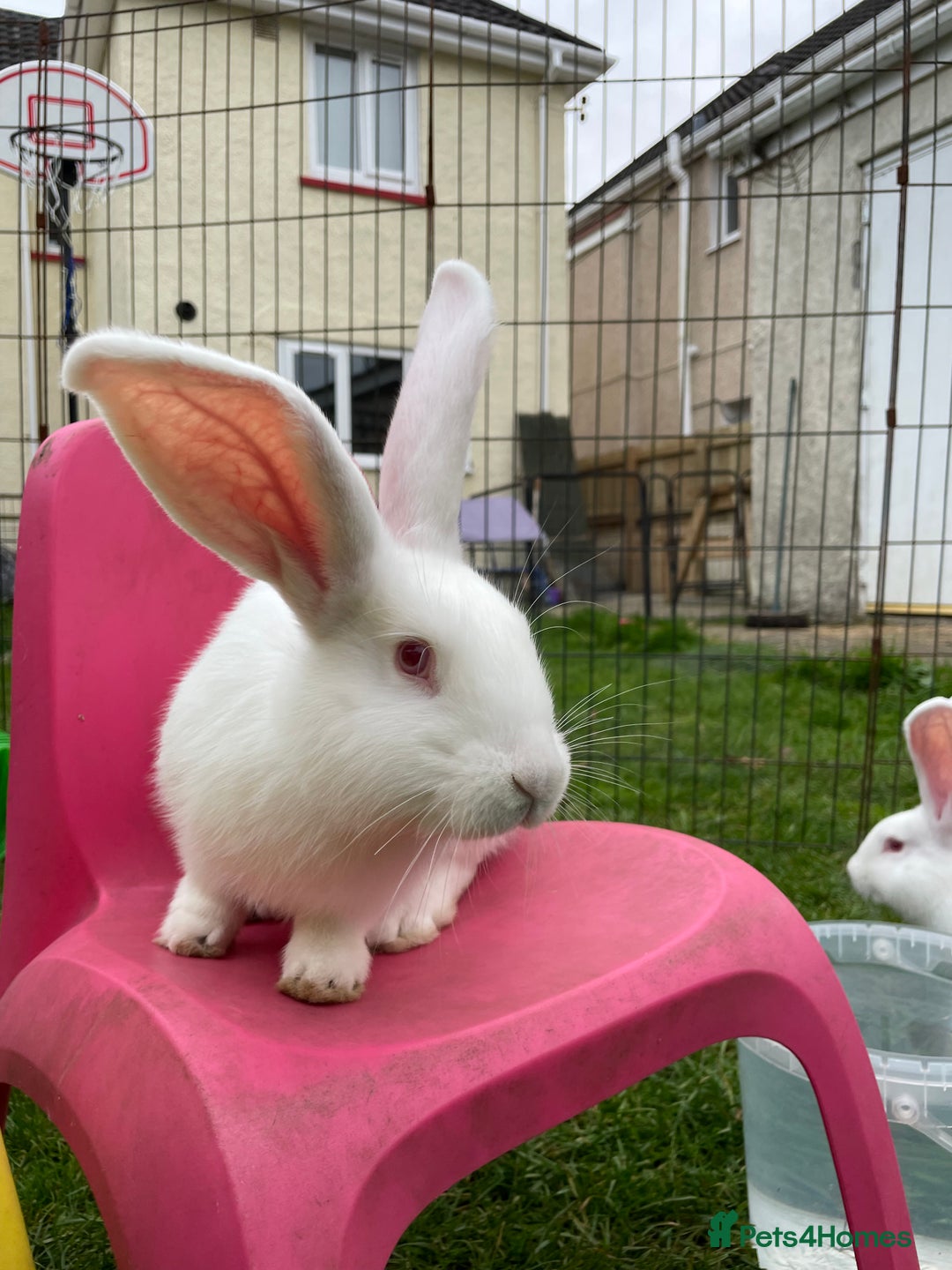 Continental Giant rabbits for sale: 2 male continental giants left - Image 11