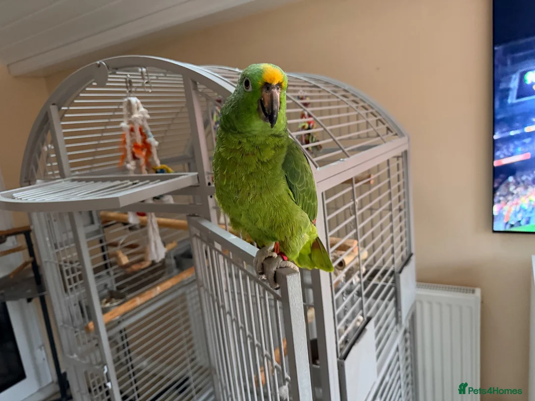 Parrots birds for sale: Friendly panama amazon - Advert 1