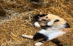 Mixed Breed cats for sale: Beautiful Farm kittens  - Image 14