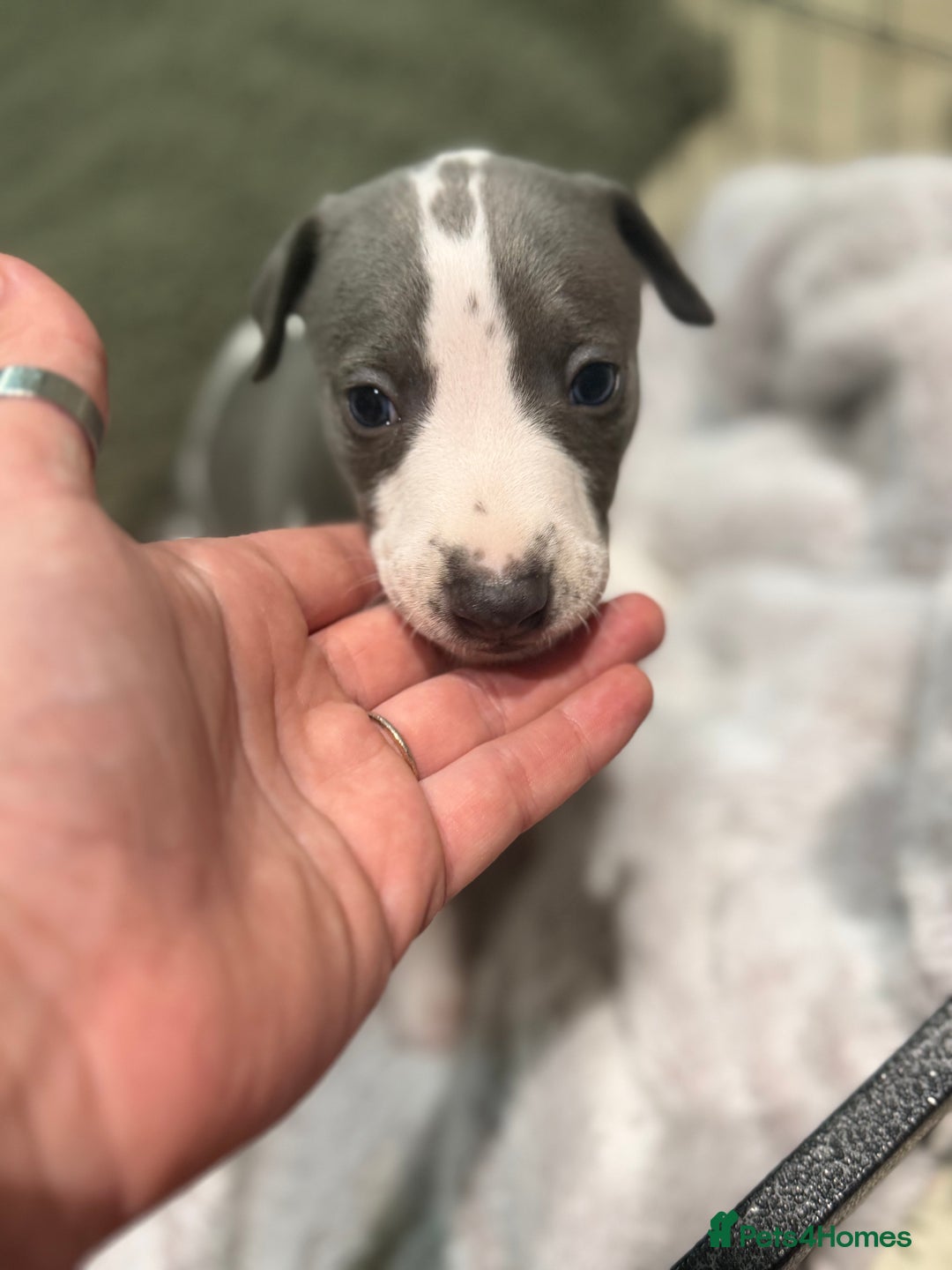 Whippet dogs for sale: blue and white whippet pups  - Advert 8
