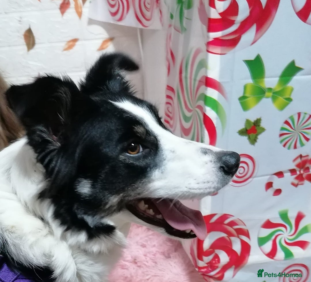 Border Collie dogs for adoption: ❤️Millie fabulous  18-month-old Border Collie ❤️ - Advert 3