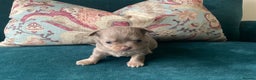 Chihuahua dogs for sale: Beautiful chihuahua puppies  - Advert 18