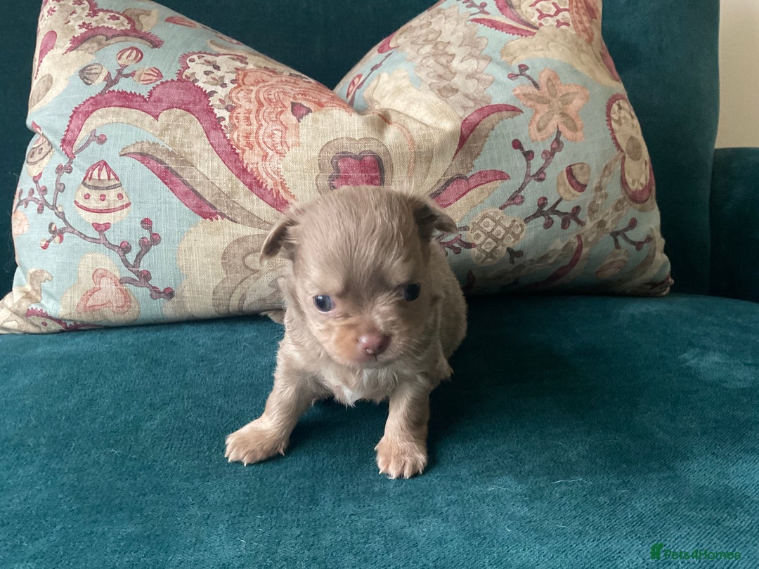 Chihuahua dogs for sale: Beautiful chihuahua puppies  - Advert 18