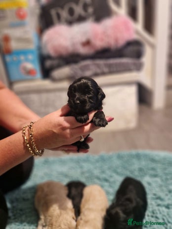 Maltipoo dogs - Advert 1