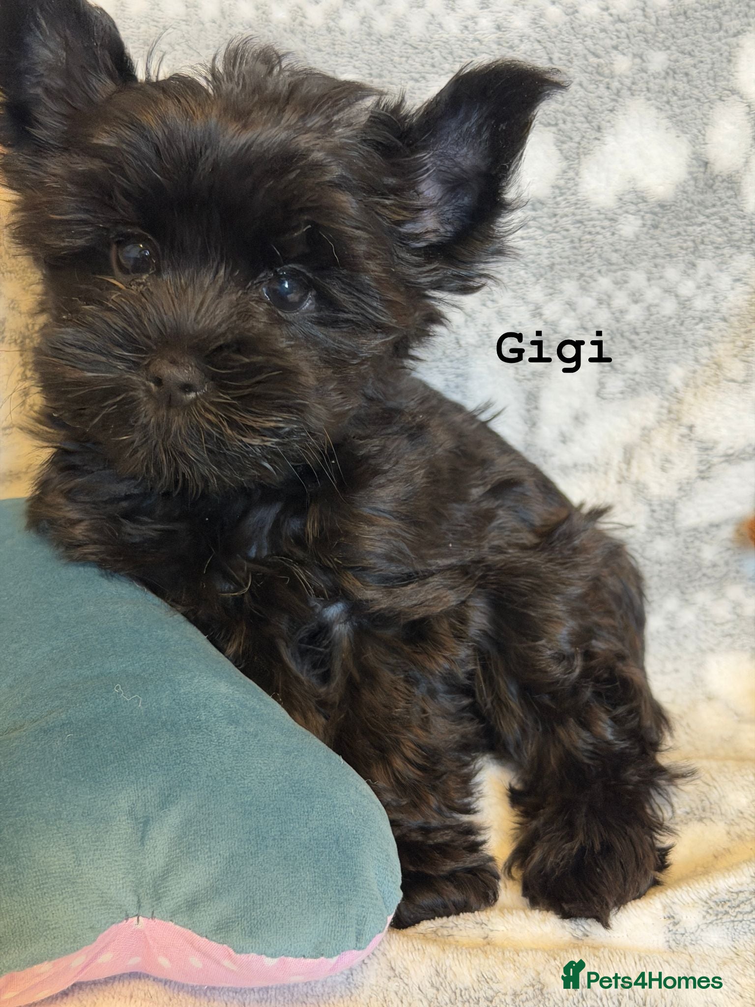 Yorkshire Terrier dogs Rare Chocolate-Gene Yorkshire Terrier Girls–Ready  - Advert 5