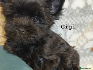 Yorkshire Terrier dogs Rare Chocolate-Gene Yorkshire Terrier Girls–Ready - Advert 5