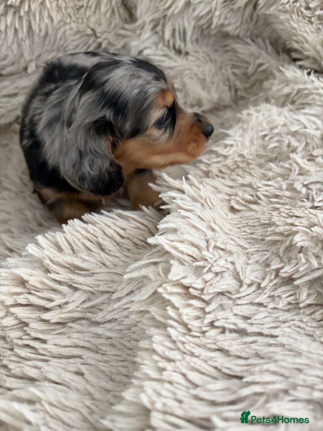 Miniature Dachshund dogs for sale: Long haired mini male dachshunds pups KC reg  - Image 8